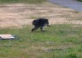 ¡De viral a héroe! Jimothy, el pequeño mapache de peculiar aspecto recauda miles de dólares para combatir el hambre