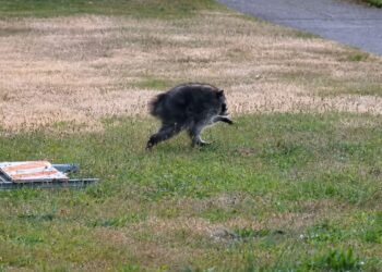 ¡De viral a héroe! Jimothy, el pequeño mapache de peculiar aspecto recauda miles de dólares para combatir el hambre