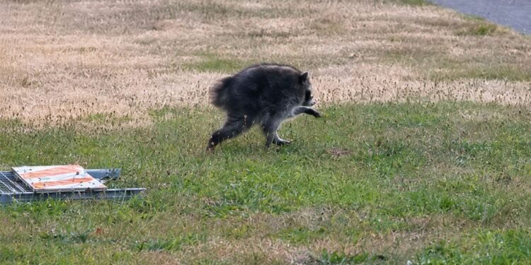 ¡De viral a héroe! Jimothy, el pequeño mapache de peculiar aspecto recauda miles de dólares para combatir el hambre