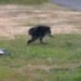 ¡De viral a héroe! Jimothy, el pequeño mapache de peculiar aspecto recauda miles de dólares para combatir el hambre