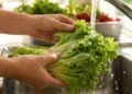 ¿Debes dejar de comer lechuga? Confirman dos muertes por brote de diarrea explosiva en EU