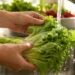 ¿Debes dejar de comer lechuga? Confirman dos muertes por brote de diarrea explosiva en EU