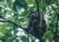 ¡La selva ruge de nuevo! Monos aulladores reaparecen en Calakmul
