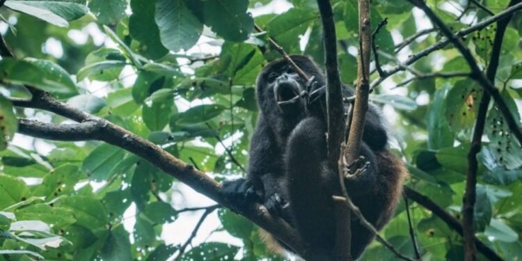 ¡La selva ruge de nuevo! Monos aulladores reaparecen en Calakmul