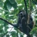 ¡La selva ruge de nuevo! Monos aulladores reaparecen en Calakmul