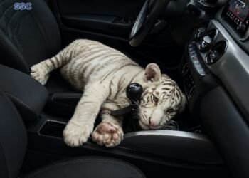 Iba de copiloto y no era una mascota: detienen a hombre con tigresa blanca