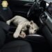 Iba de copiloto y no era una mascota: detienen a hombre con tigresa blanca
