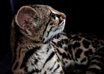 ¿Mascota o vida silvestre? Hallan a tigrillo habituado al contacto humano; este será su destino