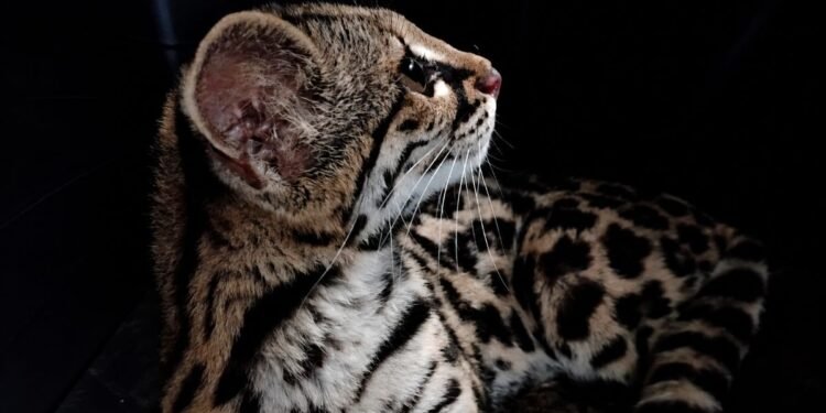 ¿Mascota o vida silvestre? Hallan a tigrillo habituado al contacto humano; este será su destino