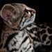 ¿Mascota o vida silvestre? Hallan a tigrillo habituado al contacto humano; este será su destino