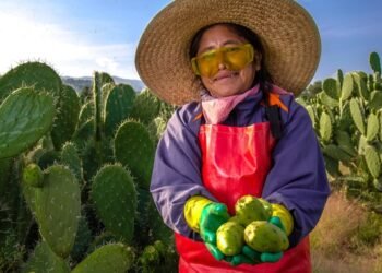 ¿Cuál es tu favorita? México produce más tuna y estas son las entidades que mandan
