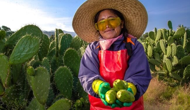 ¿Cuál es tu favorita? México produce más tuna y estas son las entidades que mandan