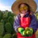 ¿Cuál es tu favorita? México produce más tuna y estas son las entidades que mandan