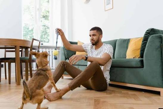 Alimento, veterinario y espacio adecuado: lo que pide la Ley de Bienestar Animal