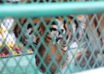 ¡Así llegaron al zoológico tras un cateo! Tigre y mono presentaban deshidratación y bajo peso