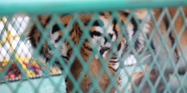 ¡Así llegaron al zoológico tras un cateo! Tigre y mono presentaban deshidratación y bajo peso