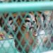 ¡Así llegaron al zoológico tras un cateo! Tigre y mono presentaban deshidratación y bajo peso