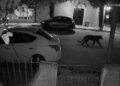 ¡Pudo terminar peor! Pantera en las calles de Durango reaviva alerta por posesión de fauna silvestre