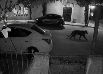 ¡Pudo terminar peor! Pantera en las calles de Durango reaviva alerta por posesión de fauna silvestre