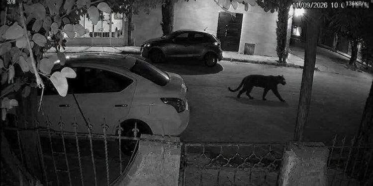 ¡Pudo terminar peor! Pantera en las calles de Durango reaviva alerta por posesión de fauna silvestre