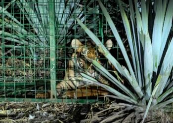 Así cayó el tigre que puso en alerta a comunidades rurales de Jalisco