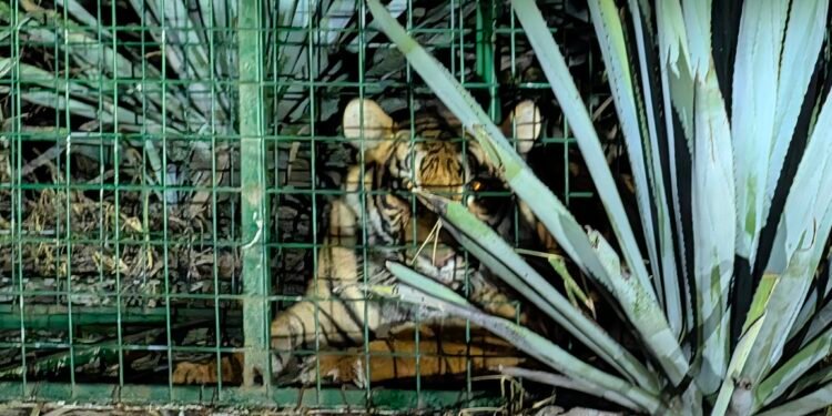 Así cayó el tigre que puso en alerta a comunidades rurales de Jalisco