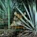 Así cayó el tigre que puso en alerta a comunidades rurales de Jalisco