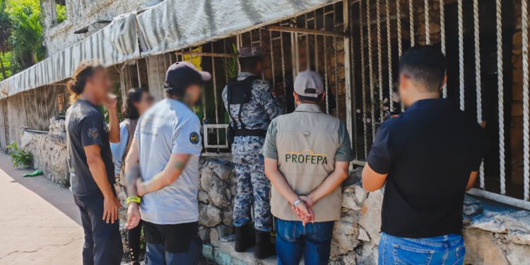 Profepa busca supuesto jaguar cautivo en la zona hotelera de Cancún