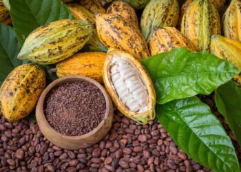 Celera el día del Chocolate: cinco datos sorprendentes sobre el cacao