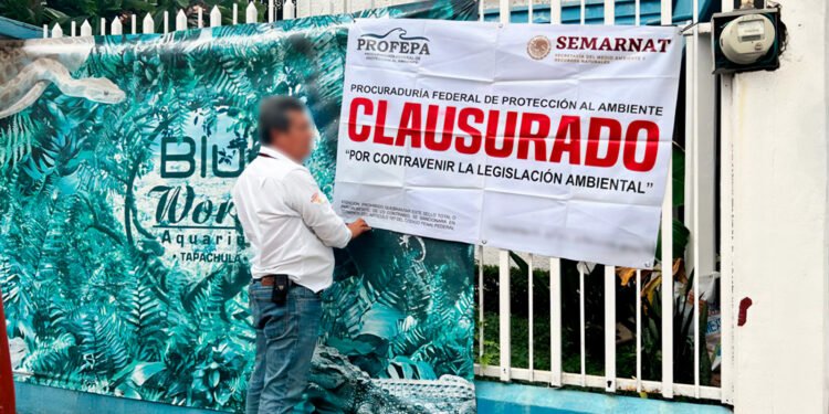 El negocio de los reptiles, bajo lupa: Profepa asegura tres animales en Chiapas