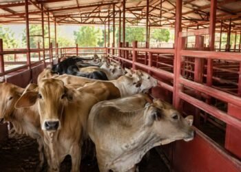 Cerco sanitario en el sur-sureste: millones de animales son revisados por gusano barrenador