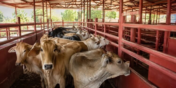 Cerco sanitario en el sur-sureste: millones de animales son revisados por gusano barrenador