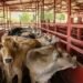 Cerco sanitario en el sur-sureste: millones de animales son revisados por gusano barrenador