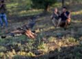Águila real vence la desnutrición y vuelve a volar libre en Chihuahua