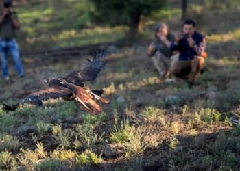 Águila real vence la desnutrición y vuelve a volar libre en Chihuahua