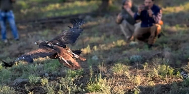 Águila real vence la desnutrición y vuelve a volar libre en Chihuahua