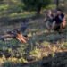 Águila real vence la desnutrición y vuelve a volar libre en Chihuahua