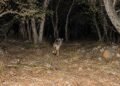 ¡Volvió del borde de la extinción! México acelera rescate del lobo mexicano