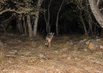 ¡Volvió del borde de la extinción! México acelera rescate del lobo mexicano