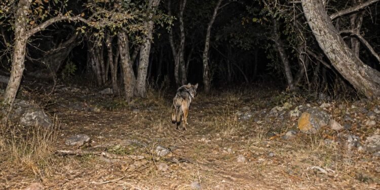 ¡Volvió del borde de la extinción! México acelera rescate del lobo mexicano