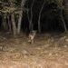 ¡Volvió del borde de la extinción! México acelera rescate del lobo mexicano