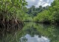 Bosques, selvas y manglares concentran nueva estrategia contra la degradación ambiental