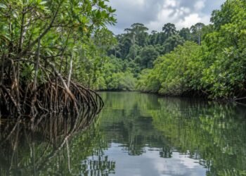 Bosques, selvas y manglares concentran nueva estrategia contra la degradación ambiental