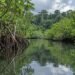 Bosques, selvas y manglares concentran nueva estrategia contra la degradación ambiental