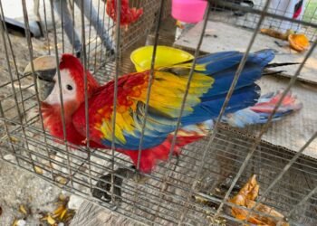 Tráfico de loros en México cambia de ruta y pone al sureste bajo la lupa