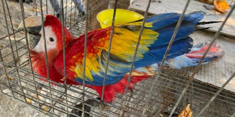 Tráfico de loros en México cambia de ruta y pone al sureste bajo la lupa