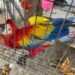 Tráfico de loros en México cambia de ruta y pone al sureste bajo la lupa
