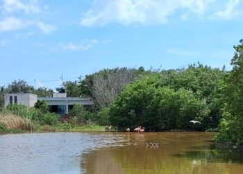 Profepa clausura predio por daño a manglar y humedal en Celestún
