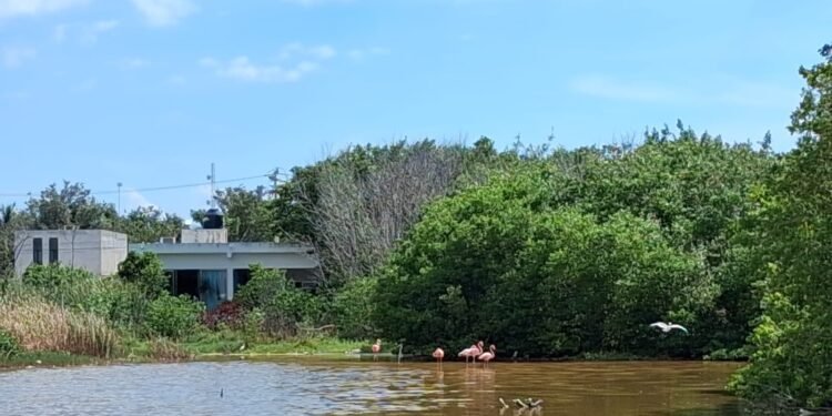 Profepa clausura predio por daño a manglar y humedal en Celestún