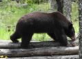 ¡Ba´wi regresa a casa! Liberan a oso negro rehabilitado tras incendios forestales